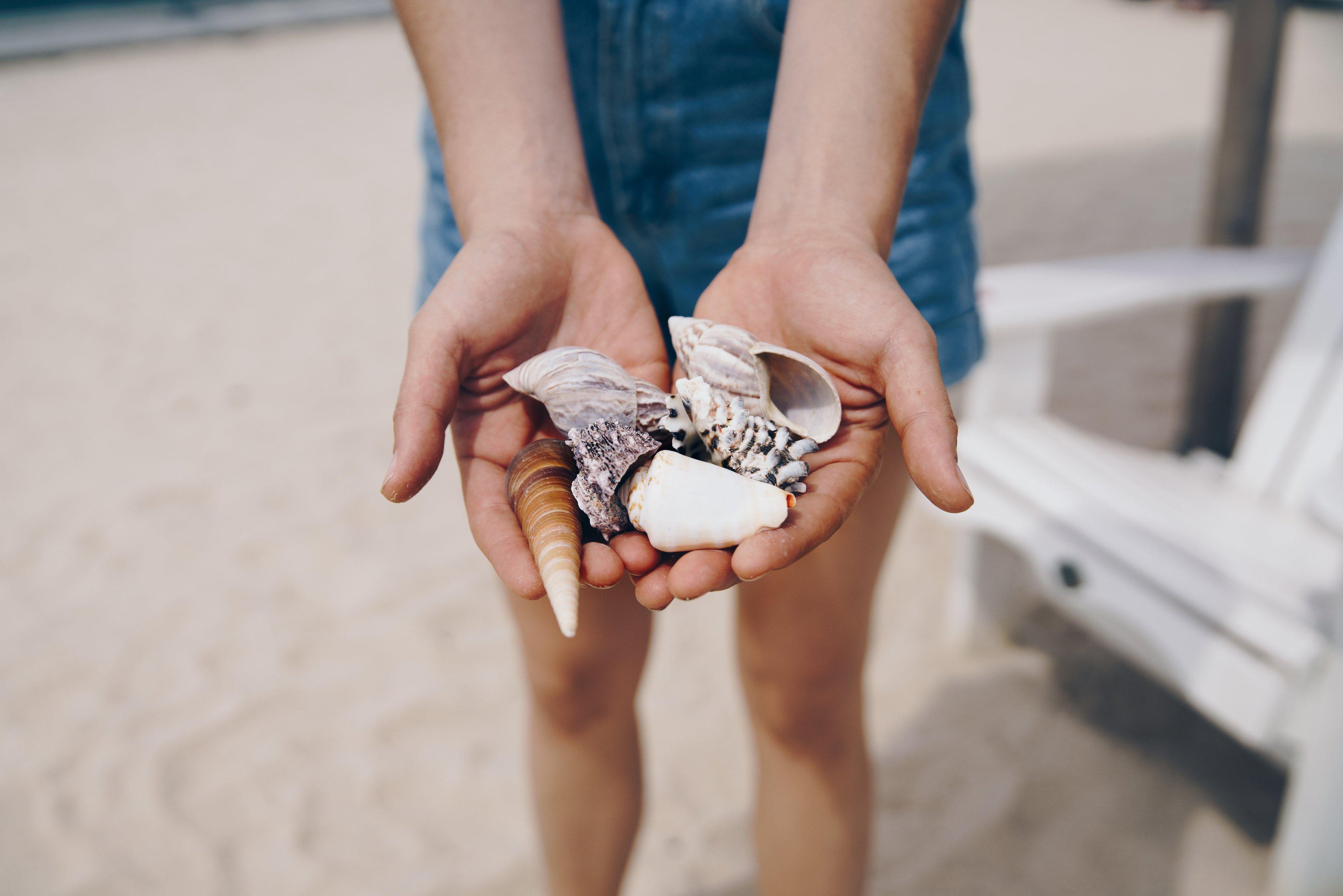 handful-of-shells